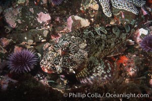Cabezon, Scorpaenichthys marmoratus, Santa Barbara Island
