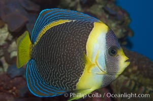 Scribbled angelfish, Chaetodontoplus duboulayi