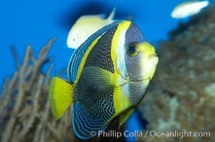 Scribbled angelfish, Chaetodontoplus duboulayi