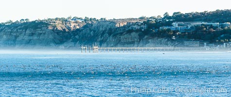 Scripps Pier, Scripps Institute of Oceanography Research Pier, viewed from Point La Jolla, surfers and seabirds, Torrey Pines seacliffs