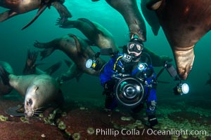 Photographer Celia Kujala and Steller Sea Lions Underwater,  underwater photographer, Hornby Island, British Columbia, Canada, Eumetopias jubatus, Norris Rocks