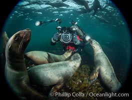 SCUBA Diver and Steller Sea Lions Underwater,  underwater photographer, Hornby Island, British Columbia, Canada, Eumetopias jubatus