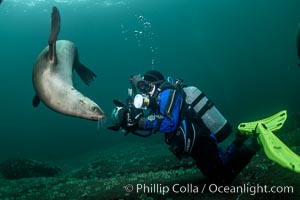 SCUBA Diver and Steller Sea Lions Underwater,  underwater photographer, Hornby Island, British Columbia, Canada, Eumetopias jubatus, Norris Rocks