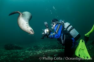 SCUBA Diver and Steller Sea Lions Underwater,  underwater photographer, Hornby Island, British Columbia, Canada, Eumetopias jubatus, Norris Rocks