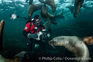 SCUBA Diver and Steller Sea Lions Underwater,  underwater photographer, Hornby Island, British Columbia, Canada, Eumetopias jubatus