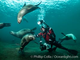 SCUBA Diver and Steller Sea Lions Underwater,  underwater photographer, Hornby Island, British Columbia, Canada, Eumetopias jubatus