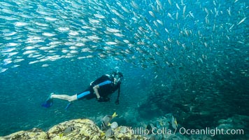 SCUBA diver, sardines and scad, Los Islotes, Sea of Cortez, Mexico