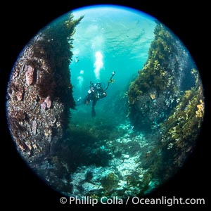 SCUBA Diver Underwater at Kangaroo Island, South Australia