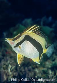 Scythe-marked butterflyfish, Prognathodes falcifer, Guadalupe Island (Isla Guadalupe)