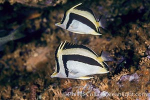 Scythe-mark butterflyfish, Prognathodes falcifer, Guadalupe Island (Isla Guadalupe)