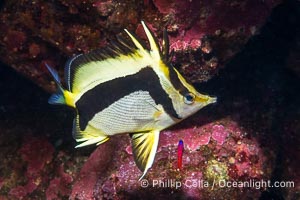 Scythe-mark butterflyfish, Prognathodes falcifer, Catalina Island, Prognathodes falcifer