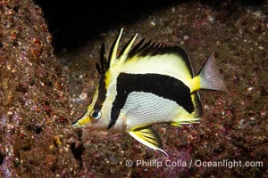 Scythe-mark butterflyfish, Prognathodes falcifer, Catalina Island, Prognathodes falcifer