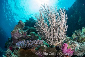 Branching whip coral (Ellisella sp.) captures passing planktonic food in ocean currents, Fiji, Ellisella, Vatu I Ra Passage, Bligh Waters, Viti Levu  Island