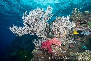 Branching whip coral (Ellisella sp.) captures passing planktonic food in ocean currents, Mount Mutiny, Bligh Waters, Fiji, Ellisella, Vatu I Ra Passage