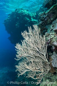 Branching whip coral (Ellisella sp.) captures passing planktonic food in ocean currents, Fiji, Ellisella