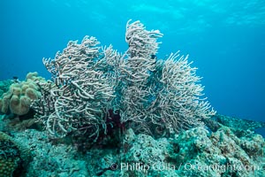Sea fan captures passing planktonic food in ocean currents, Fiji, Ellisella, Gau Island, Lomaiviti Archipelago