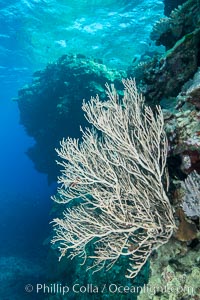 Sea fan captures passing planktonic food in ocean currents, Fiji, Ellisella