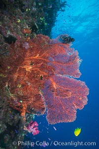 Plexauridae sea fan or gorgonian on coral reef.  This gorgonian is a type of colonial alcyonacea soft coral that filters plankton from passing ocean currents, Gorgonacea, Plexauridae, Namena Marine Reserve, Namena Island, Fiji