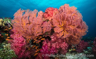 Plexauridae sea fan gorgonian and dendronephthya soft coral on coral reef.  Both the sea fan gorgonian and the dendronephthya  are type of alcyonacea soft corals that filter plankton from passing ocean currents, Dendronephthya, Gorgonacea, Plexauridae