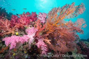 Plexauridae sea fan gorgonian and dendronephthya soft coral on coral reef.  Both the sea fan gorgonian and the dendronephthya  are type of alcyonacea soft corals that filter plankton from passing ocean currents, Dendronephthya, Gorgonacea, Plexauridae, Gau Island, Lomaiviti Archipelago, Fiji