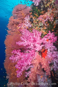 Sea fan gorgonian and dendronephthya soft coral on coral reef.  Both the sea fan gorgonian and the dendronephthya  are type of alcyonacea soft corals that filter plankton from passing ocean currents, Dendronephthya, Gorgonacea, Vatu I Ra Passage, Bligh Waters, Viti Levu  Island, Fiji