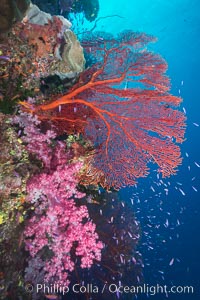 Sea fan gorgonian and dendronephthya soft coral on coral reef.  Both the sea fan gorgonian and the dendronephthya  are type of alcyonacea soft corals that filter plankton from passing ocean currents, Dendronephthya, Gorgonacea, Plexauridae, Pseudanthias, Namena Marine Reserve, Namena Island, Fiji