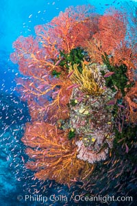 Sea fan gorgonian and schooling Anthias on pristine and beautiful coral reef, Fiji, Gorgonacea, Pseudanthias, Wakaya Island, Lomaiviti Archipelago