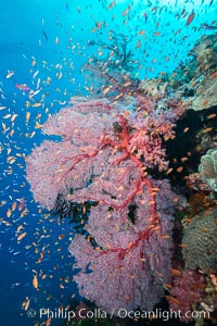 Sea fan gorgonian and schooling Anthias on pristine and beautiful coral reef, Fiji, Gorgonacea, Plexauridae, Pseudanthias
