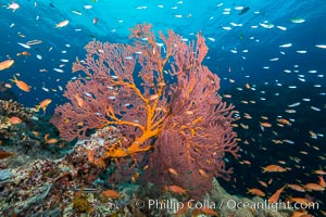 Plexauridae sea fan gorgonian and schooling Anthias on pristine and beautiful coral reef, Fiji, Gorgonacea, Plexauridae, Pseudanthias, Gau Island, Lomaiviti Archipelago