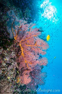 Sea fan gorgonian and schooling Anthias on pristine and beautiful coral reef, Fiji, Gorgonacea, Plexauridae, Pseudanthias, Wakaya Island, Lomaiviti Archipelago