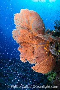 Plexauridae sea fan gorgonian and schooling Anthias on pristine and beautiful coral reef, Fiji, Gorgonacea, Plexauridae, Pseudanthias, Wakaya Island, Lomaiviti Archipelago