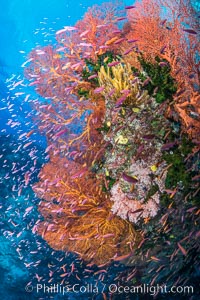 Sea fan gorgonian and schooling Anthias on pristine and beautiful coral reef, Fiji, Gorgonacea, Plexauridae, Pseudanthias, Wakaya Island, Lomaiviti Archipelago