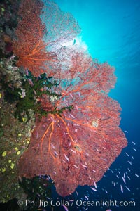Plexauridae sea fan gorgonian and schooling Anthias on pristine and beautiful coral reef, Fiji, Gorgonacea, Plexauridae, Pseudanthias, Namena Marine Reserve, Namena Island