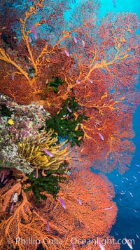 Sea fan gorgonian and schooling Anthias on pristine and beautiful coral reef, Fiji, Crinoidea, Gorgonacea, Plexauridae, Pseudanthias, Wakaya Island, Lomaiviti Archipelago