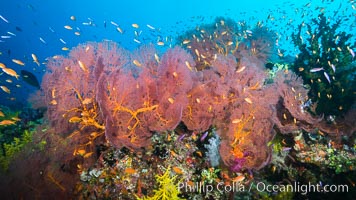 Sea fan gorgonian and schooling Anthias on pristine and beautiful coral reef, Fiji, Gorgonacea, Plexauridae, Pseudanthias