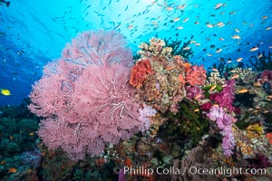 Beautiful South Pacific coral reef, with Plexauridae sea fans, schooling anthias fish and colorful dendronephthya soft corals, Fiji, Dendronephthya, Gorgonacea, Plexauridae, Pseudanthias, Namena Marine Reserve, Namena Island