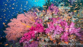 Beautiful South Pacific coral reef, with gorgonian sea fans, schooling anthias fish and colorful dendronephthya soft corals, Fiji, Dendronephthya, Gorgonacea, Pseudanthias, Vatu I Ra Passage, Bligh Waters, Viti Levu  Island