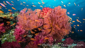 Staghorn coral on pristine Fijian coral reef, Acropora palifera