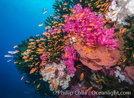 Beautiful South Pacific coral reef, with gorgonian sea fans, schooling anthias fish and colorful dendronephthya soft corals, Fiji, Dendronephthya, Gorgonacea, Pseudanthias, Tubastrea micrantha