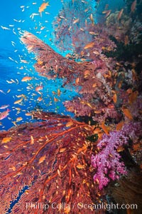 Beautiful South Pacific coral reef, with gorgonian sea fans, schooling anthias fish and colorful dendronephthya soft corals, Fiji, Dendronephthya, Gorgonacea, Pseudanthias, Vatu I Ra Passage, Bligh Waters, Viti Levu  Island