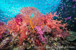 Beautiful South Pacific coral reef, with gorgonian sea fans, schooling anthias fish and colorful dendronephthya soft corals, Fiji, Dendronephthya, Gorgonacea, Plexauridae, Pseudanthias, Gau Island, Lomaiviti Archipelago