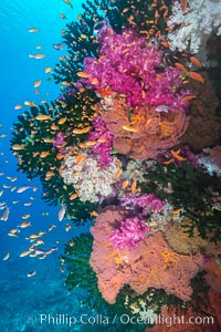 Beautiful South Pacific coral reef, with gorgonian sea fans, schooling anthias fish and colorful dendronephthya soft corals, Fiji, Dendronephthya, Gorgonacea, Pseudanthias, Tubastrea micrantha