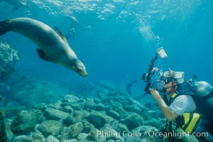 California sea lion and diver, Sea of Cortez, Zalophus californianus