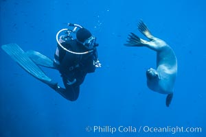 California sea lion and diver consider each other, underwater in the clear ocean water of Guadalupe Island, Zalophus californianus, Guadalupe Island (Isla Guadalupe)