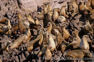 California sea lion colony, Los Coronado Islands, Zalophus californianus, Coronado Islands (Islas Coronado)