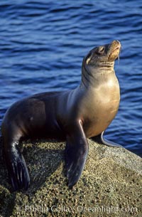California sea lion, Zalophus californianus, Monterey