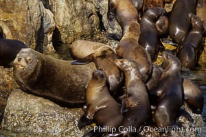 California sea lion haulout, juveniles and adult male, Zalophus californianus, Monterey