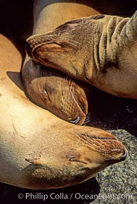 California sea lions, resting / hauled out, Zalophus californianus, Monterey