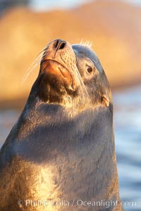 California sea lion, adult male, profile of head showing long whiskers and prominent sagittal crest (cranial crest bone), hauled out on rocks to rest, early morning sunrise light, Monterey breakwater rocks, Zalophus californianus