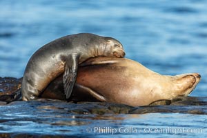 California Sea Lion mother sleeping with her pup, La Jolla, California, Zalophus californianus